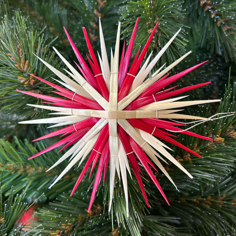 Flachzackenstern, rot/weiß